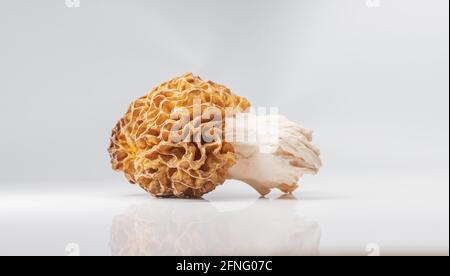 morel se trouve sur un fond blanc Banque D'Images