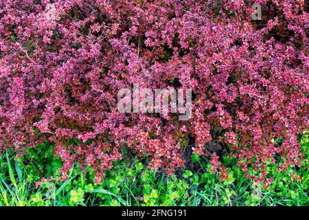 Petit arbuste Berberis thunbergii Atropurpurea-Nana Smal Barberry japonaise Banque D'Images