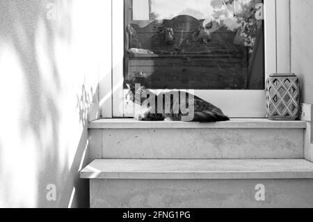 Un chat tabby sur l'escalier d'une maison en face d'une porte vitrée (Marche, Italie, Europe) Banque D'Images