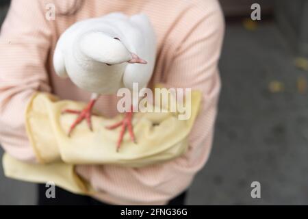 un pigeon blanc domestique debout sur un bras pour filles Banque D'Images