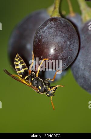 Guêpe commune (Vespula vulgaris) prendre un bain, photo macro, gros plan de l'insecte. Banque D'Images