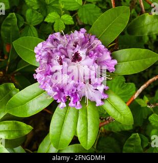 Gros plan des fleurs de Rhododendron pourpres  Baden-Baden, Allemagne Banque D'Images