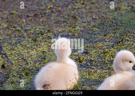 Muet cygnet jeune cygnet au printemps au Canada Banque D'Images