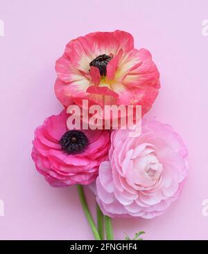 Beau bouquet de fleurs ranunculus colorées sur fond rose. Coupe de beurre de fleurs. Banque D'Images