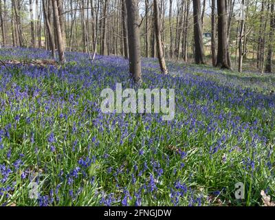 Atlantic bluebell, jacinthoides non-scripta, Rhénanie-du-Nord-Westphalie , Allemagne Banque D'Images