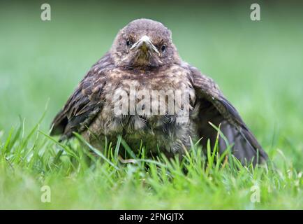 Jeune blackbird, bébé Turdus merula est assis sur une herbe verte. Slovaquie. Europe Banque D'Images