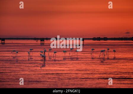 Flamants d'été au lever du soleil dans la baie de Fangar (Badia del Fangar), dans le delta de l'Èbre (province de Tarragone, Catalogne, Espagne) Banque D'Images