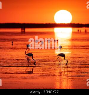 Flamants d'été au lever du soleil dans la baie de Fangar (Badia del Fangar), dans le delta de l'Èbre (province de Tarragone, Catalogne, Espagne) Banque D'Images