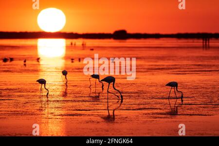 Flamants d'été au lever du soleil dans la baie de Fangar (Badia del Fangar), dans le delta de l'Èbre (province de Tarragone, Catalogne, Espagne) Banque D'Images