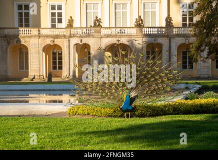 Un beau paon beau et beau dans le parc Banque D'Images