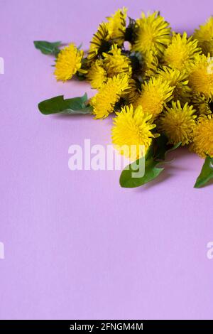 Bouquet de pissenlits jaune vif sur fond rose gros plan. Format vertical avec espace pour le texte Banque D'Images