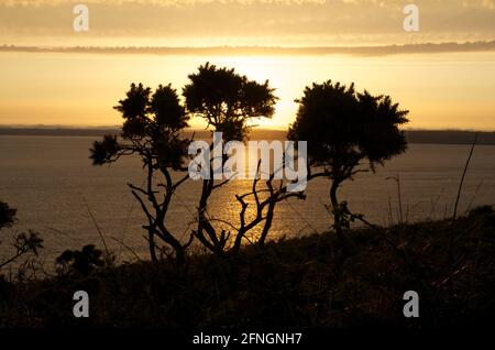 Vue imprenable sur le coucher du soleil depuis Rame Head, au sud-est de Cornwall, sur Whitsand Bay. Banque D'Images