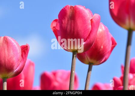 Julianadorp, pays-Bas. 5 mai 2021. Gros plan de tulipes roses en fleurs près de Julianadorp, aux pays-Bas. Photo de haute qualité. Perspective grenouille. Mise au point sélective. Banque D'Images