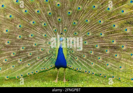 Bleu mâle Peacock montrant ses plumes colorées de queue avec irisée les yeux et les ventiler à la hauteur maximale pendant la reproduction saison pour attirer un Banque D'Images