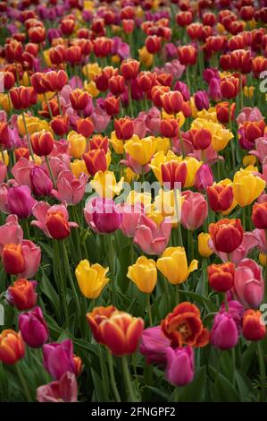 Champ de tulipes multicolores. Photo verticale. Fleurs de printemps brillantes Banque D'Images