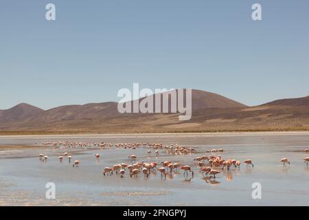 Flamants se nourrissant sur un lac dans le désert d'Atacama en Bolivie Banque D'Images