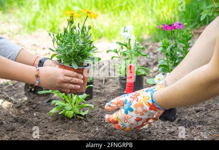 la jeune fille aide la mère à planter des fleurs. Maman et sa fille jardinaient pendant le week-end. Banque D'Images