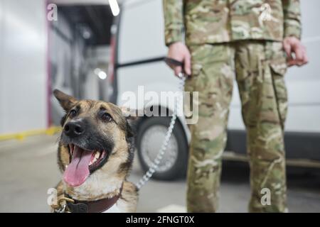 Gros plan d'un chien militaire assis avec son propriétaire dans le arrière-plan Banque D'Images