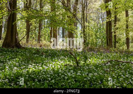 Un tapis d'ail sauvage (Allium ursinum) et de cloches (jacinthoides non-scripta) sous des hêtres (Fagus sylvatica) dans la feuille de printemps : West Sussex Banque D'Images