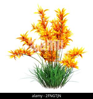 Rendu 3D de fleurs d'orchidées d'orange sauvages isolées sur blanc arrière-plan Banque D'Images