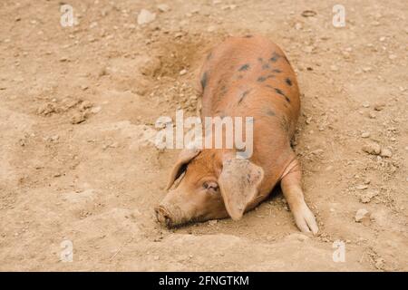 Royaume-Uni. Cornwall. Près de Mevagissey. Jardins perdus de Heligan. Cochon. 2018. Banque D'Images