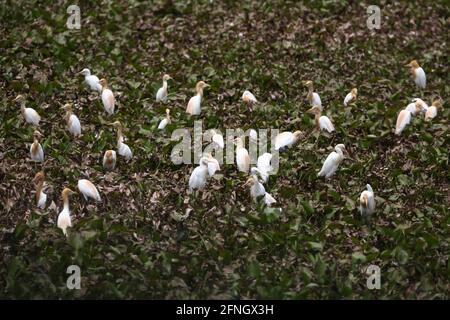 Un troupeau d'aigrettes blanches attend des insectes pour la nourriture dans un étang rempli de jacinthe d'eau. Banque D'Images