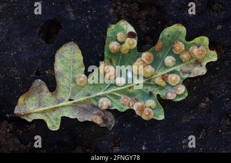 Les galles de la commune spangle cynips neuroterus quercusbaccarum wasp sur la face inférieure de la feuille de chêne pédonculé Banque D'Images