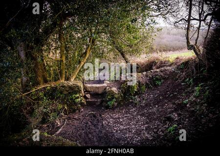 Une vieille pierre s'entaille dans l'atmosphère de la forêt de Metha dans la vallée de Lappa, près de St Newlyn East, en Cornouailles. Banque D'Images