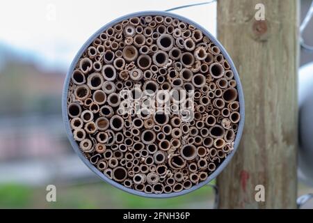 Hôtel à insectes fait de tubes de bambou, vue de face Banque D'Images