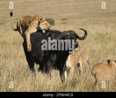 Un des lions a chassé et verrouillé sur le dos du buffle, plongeant ses dents acérées. KENYA, AFRIQUE: DES images DÉCHIRANTS ont capturé l'instant Banque D'Images