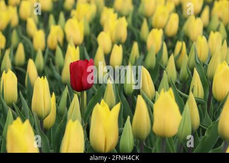 Une tulipe rouge se tenant dans un champ de tulipes jaunes à Wieringerwerf, aux pays-Bas Banque D'Images