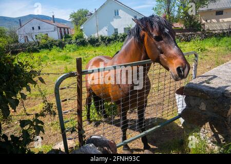 Cheval de châtaignier dans un pré. Pinilla del Valle, province de Madrid, Espagne. Banque D'Images