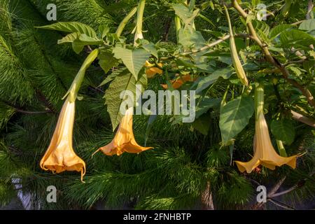 Un beau gros plan d'un paysage qui capture la fleur jaune de Brugmansia aurea de la famille des Solanaceae sur un arbre. Banque D'Images