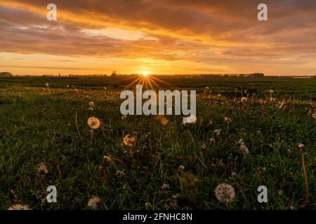 Une soirée dorée au coucher du soleil sur une prairie verte avec des pissenlits au premier plan et une étoile de soleil Banque D'Images