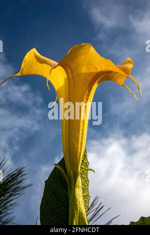 Un beau gros plan d'un paysage qui capture la fleur jaune de Brugmansia aurea de la famille des Solanaceae sur un arbre. Banque D'Images