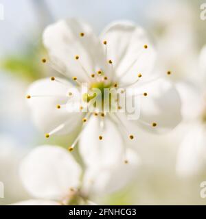 Fleur de cerisier délicate avec des étamines de pollen jaune. Belle fleur de Prunus subg, Cerasus. Macro. Banque D'Images