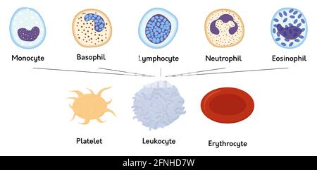 Cellules sanguines. Éléments formés de sang. Plaquettes ou thrombocytes, globules blancs et rouges. Lymphocytes et érythrocytes. Illustration de Vecteur
