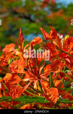 Fleurs flamboyantes ou fleurs royales Poinciana (Delonix regia) Banque D'Images