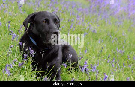 Un Labrador retriever noir qui se trouve dans des cloches anglaises dans le Yorkshire, en Angleterre. Banque D'Images