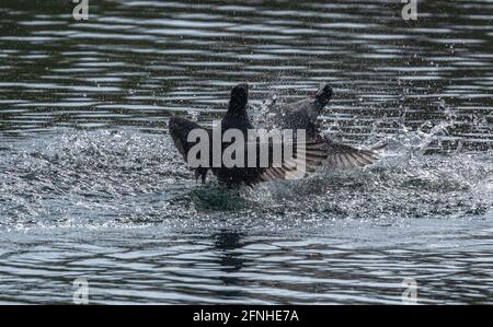 Coots (Royaume-Uni) qui se battent sur un territoire à Baildon, dans le Yorkshire, en Angleterre. Banque D'Images