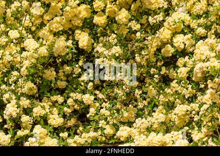 Fond plein cadre de fleurs jaunes (mise au point sélective) Banque D'Images