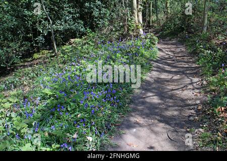 Bluebells sur Haughmond Hill, promenade dans les bois, Shropshire Banque D'Images