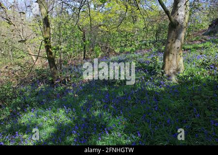 Bluebells sur Haughmond Hill, promenade dans les bois, Shropshire Banque D'Images