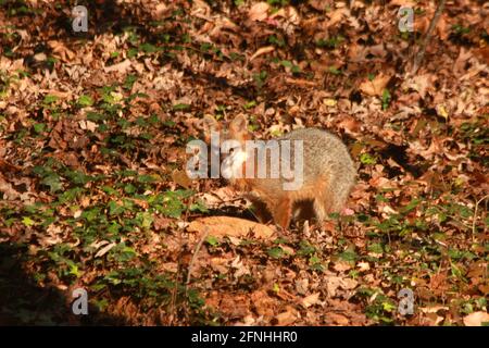 Virginie, États-Unis. Renard dans les bois, se mélangeant dans les environs. Banque D'Images