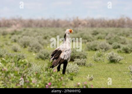 Portrait du secrétaire d'oiseau (Sagittaire serpentarius) sur la chasse au sol Parc national d'Etosha, Namibie. Banque D'Images