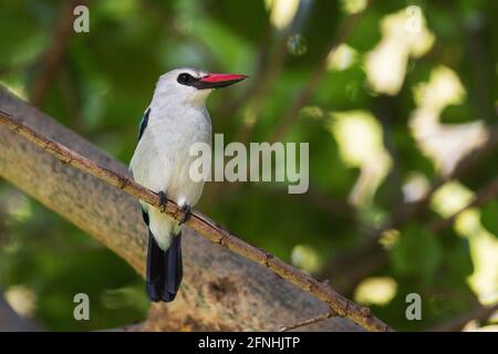 Kingfisher des bois - Halcyon senegalensis, beau arbre de collusion kingfisher des terres boisées et de la forêt en Afrique au sud du Sahara, lac Ziway, et Banque D'Images