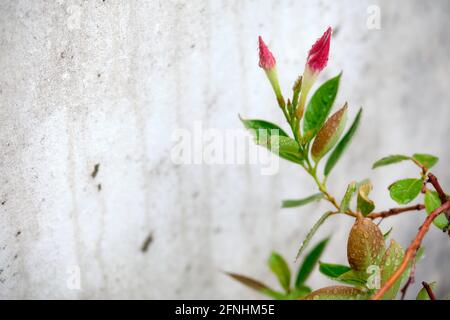 Fleurs humides fermées d'une fleur de mandeville rouge contre un mur en béton blanc et gris. Vu en Allemagne en juin à l'extérieur sur un balcon. Banque D'Images