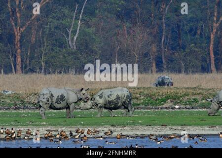 Deux grands rhinocéros à cornes montrent de l'amour à chacun Autre Banque D'Images