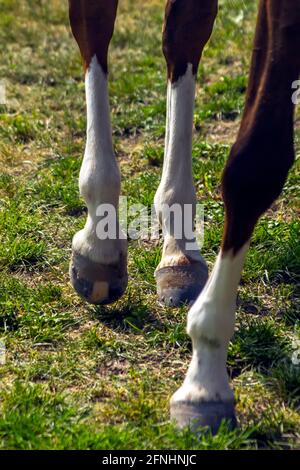 Les pieds de cheval se rapprochent de l'herbe. Banque D'Images