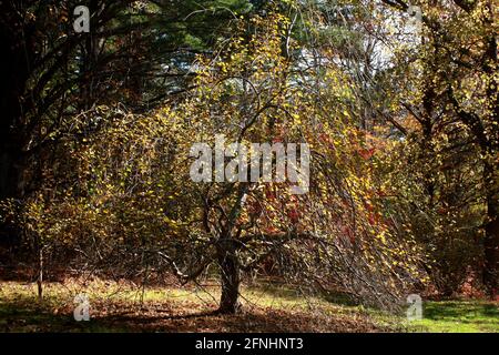 Pleurer l'arbre Katsura en automne Banque D'Images